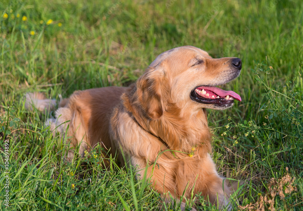 Golden Retriever lying on the green grass