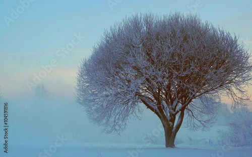 Дерево в зимнем парке