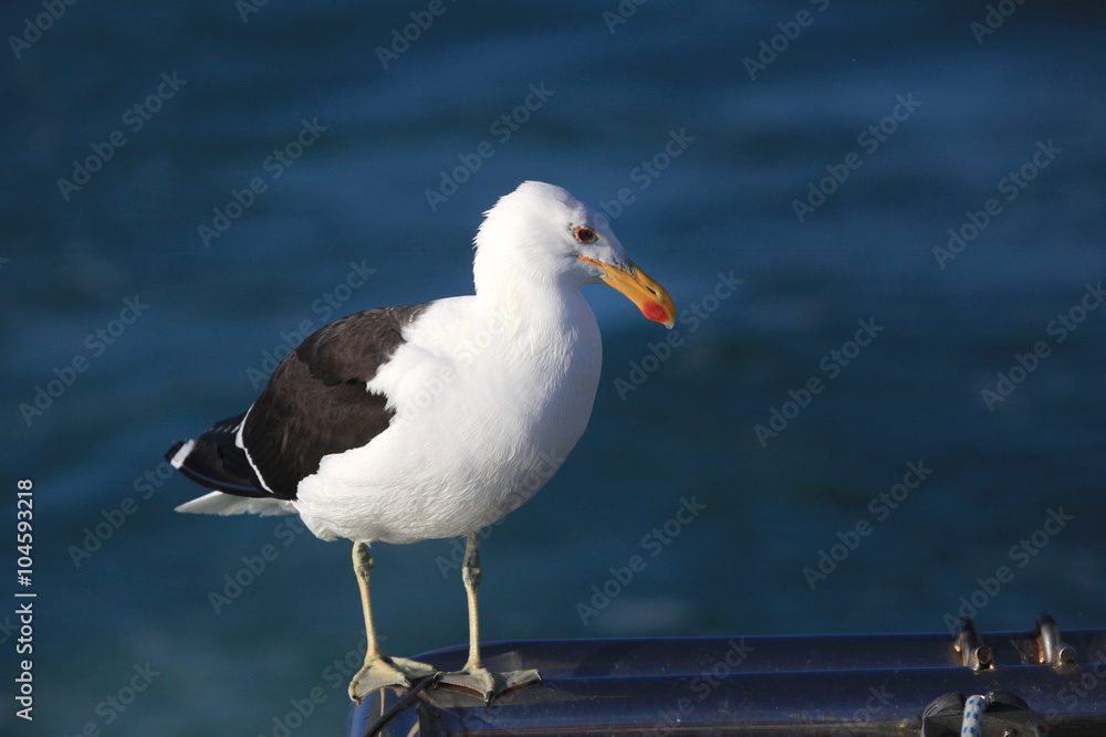 gaviota gaviota