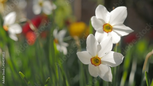 Beautiful spring flower Narcissus poeticus in the garden on the wind 4K 2160p 30fps UltraHD footage - Beautiful Narcissus pair plant in natural environment 4K 3840X2160 UHD video  photo