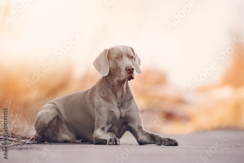 Bilde på lerret weimaraner dog lying down at sunrise