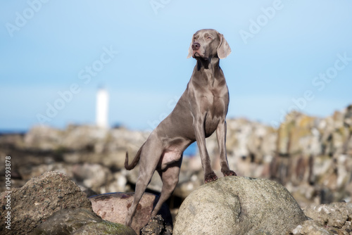 Cuadro en lienzo weimaraner dog posing at the beach