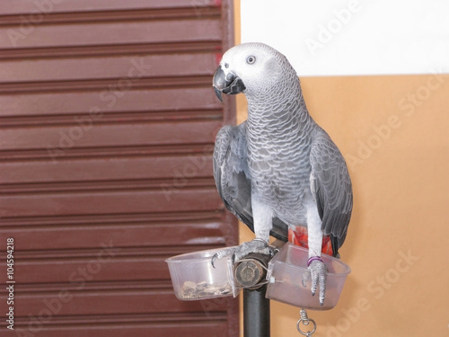 African grey parrot 