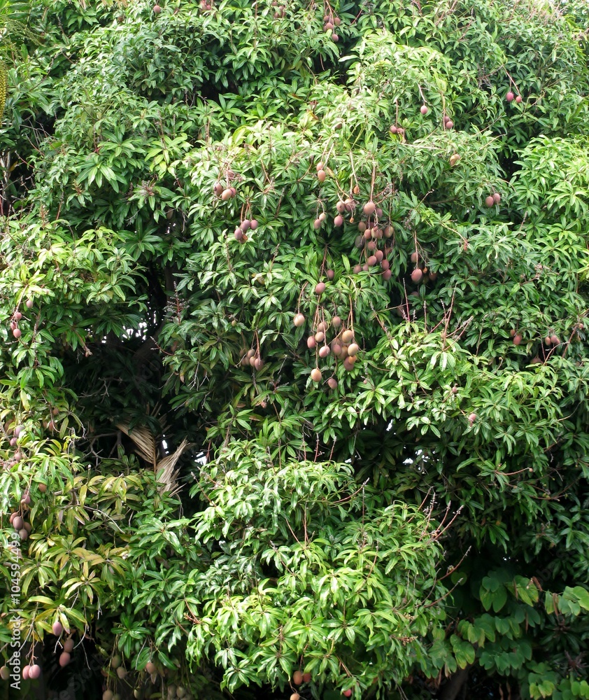 Huge Mango or Mangifera indica tree. Maui Island. Hawaii
