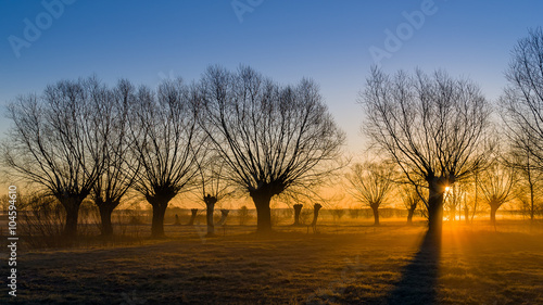 Wierzby w porannym słońcu © podlaski49