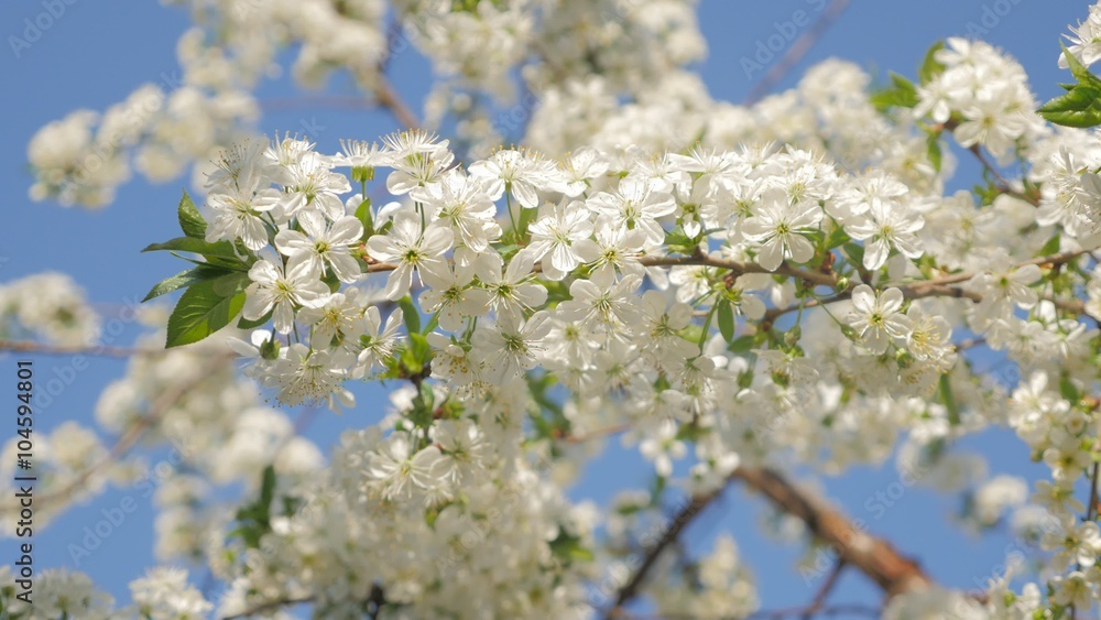 White cherry-tree blossoms against blue sky early spring nature colors 4K 2160p UltraHD video - Cherry tree and blue sky natural background 4K 3840X2160 30fps UHD footage White cherry-tree blossoms against blue sky early spring nature colors 4K 2160p UltraHD video - Cherry tree and blue sky natural background 4K 3840X2160 30fps UHD footage