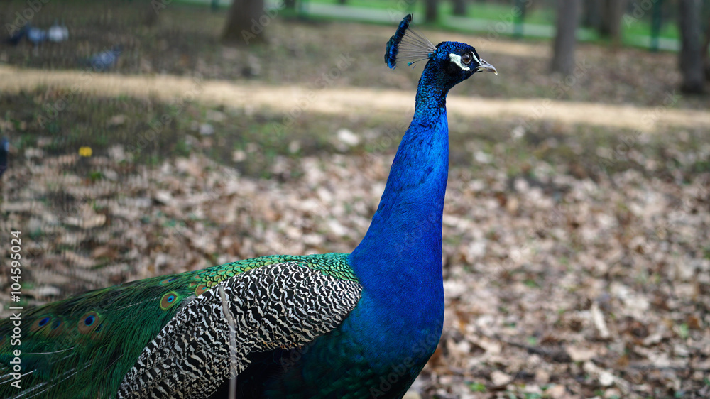 Obraz premium Peacock