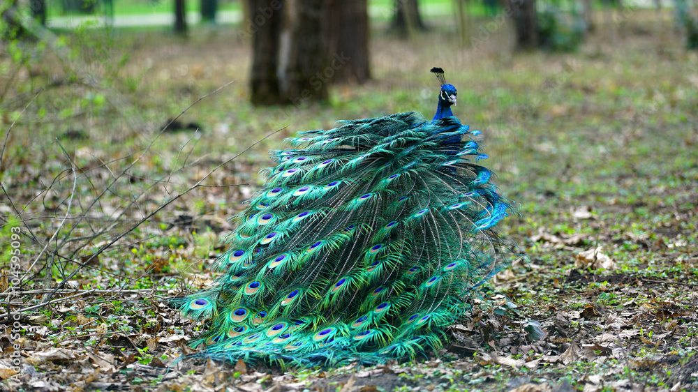 Naklejka premium Peacock