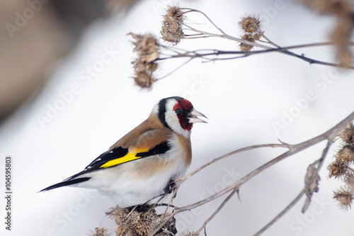 Winter European Goldfinch on burdock plant
