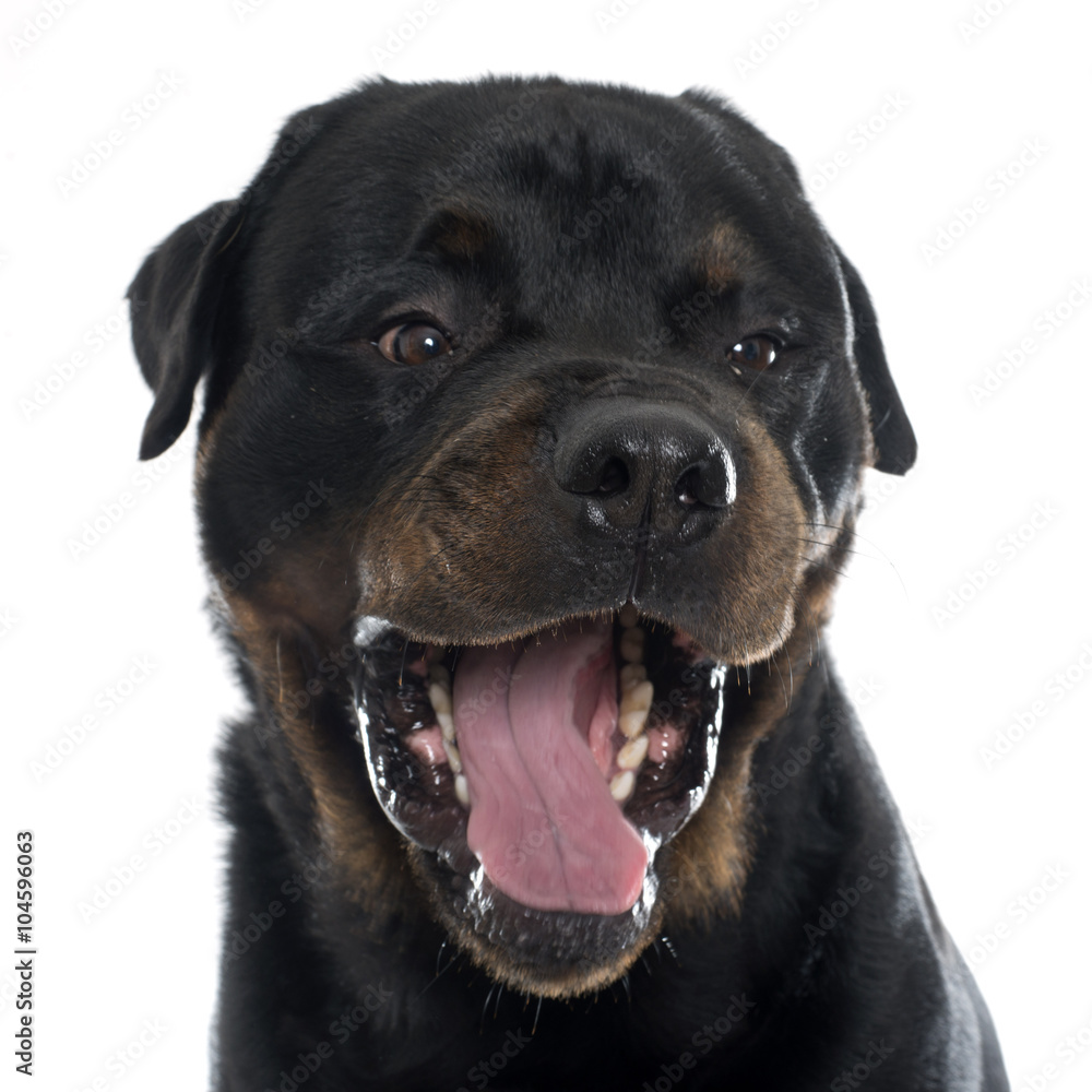 Fototapeta premium head of rottweiler