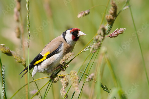 European goldfinch seeks the seeds among summer grasses