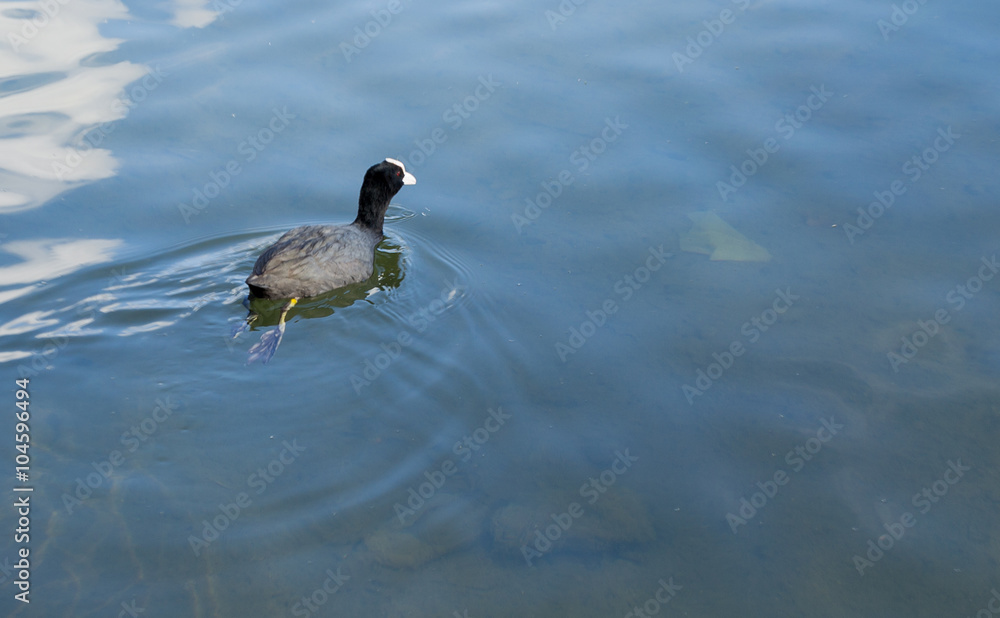 A lonely wild duck (mallards, anas platyrhynchos) swimming in the pond A lonely wild duck (mallards, anas platyrhynchos) swimming in the pond
