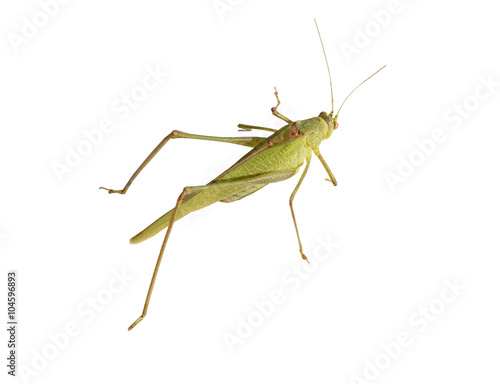 the green grasshopper
