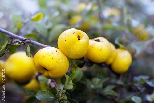 Ecological chaenomeles speciosa (Rosaceae) fruits