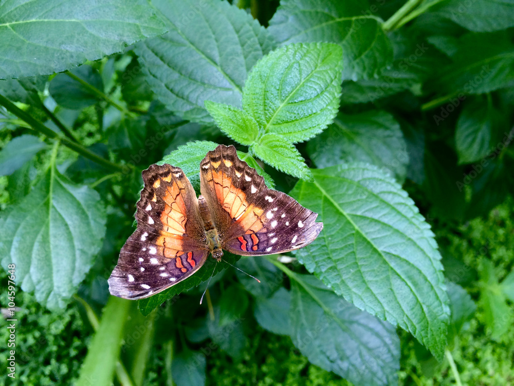 Fototapeta premium Hübscher Schmetterling (Edelfalter) Anartia amathea amathea sitzt auf einer Pflanze