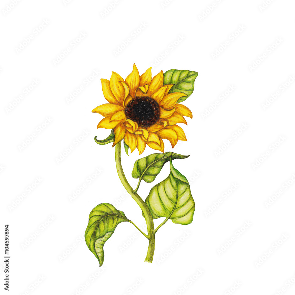 Fototapeta premium Sunflower illustration