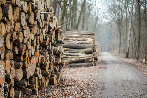 Waldweg mit Holzstapel aus Baumstämmen photo