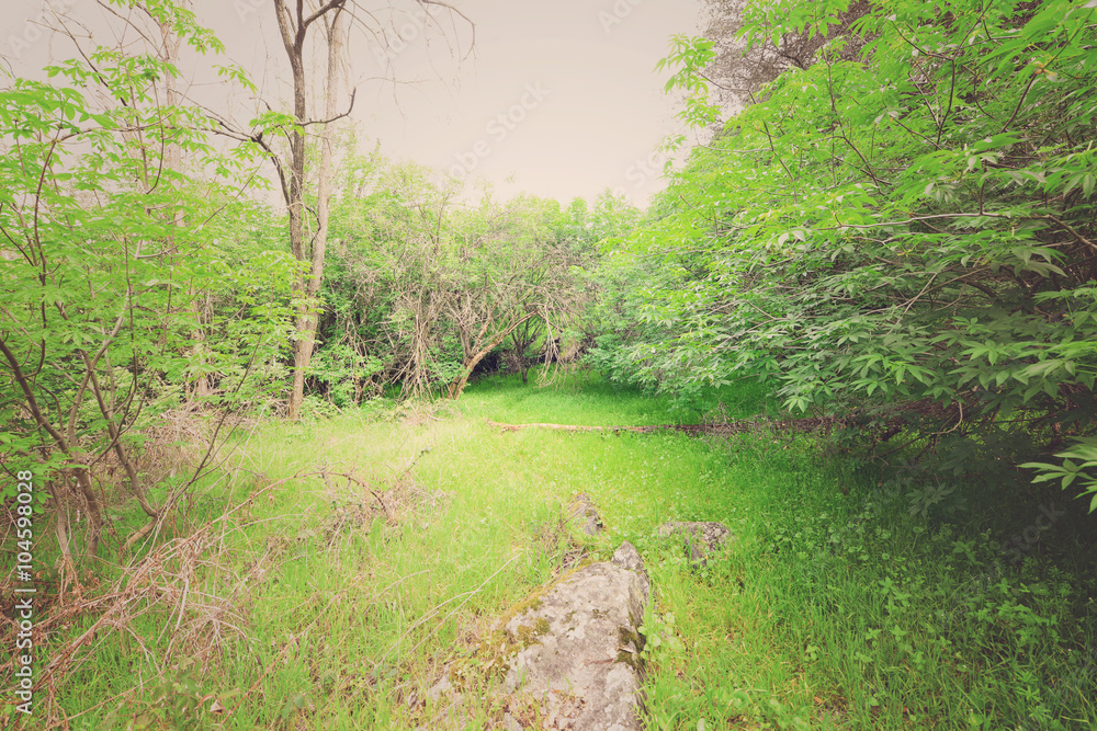 Naklejka premium Nature Trail with Retro Style Filter Applied