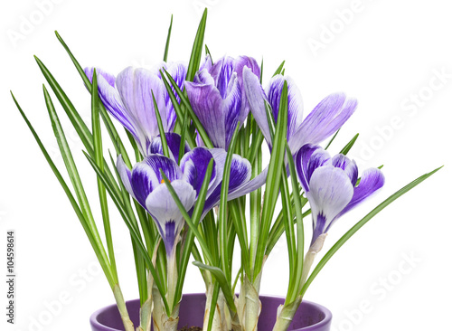 Purple crocuses in a flower pot. Spring flowers, isolated on white background.