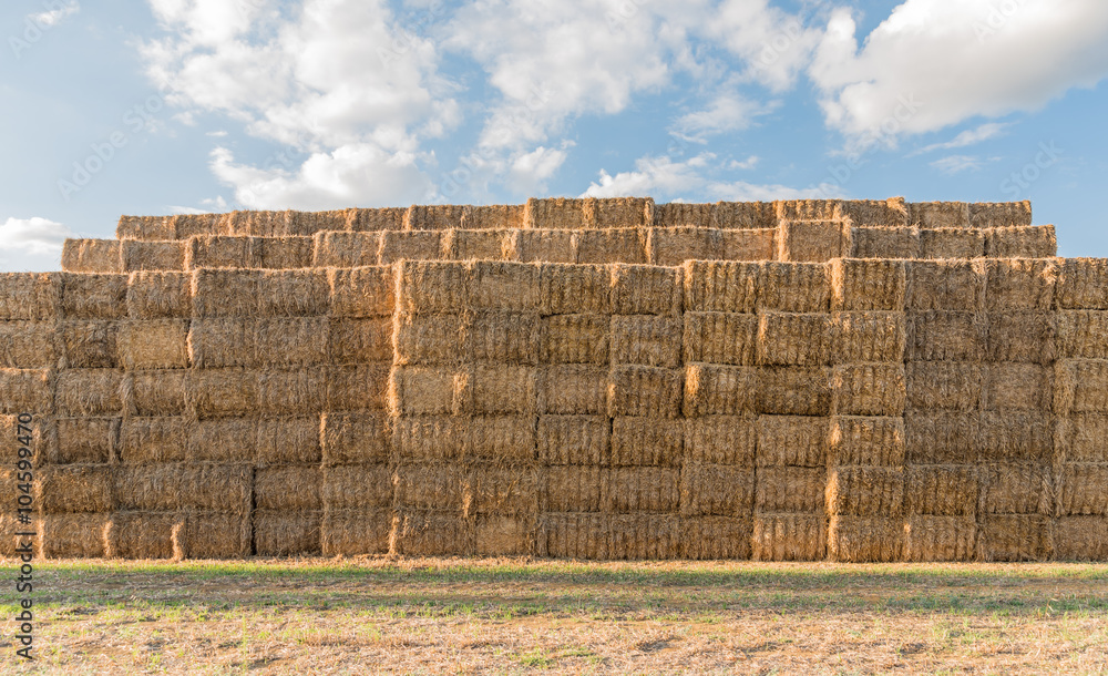 Obraz premium balle pressate di paglia che giace in un campo dopo il raccolto