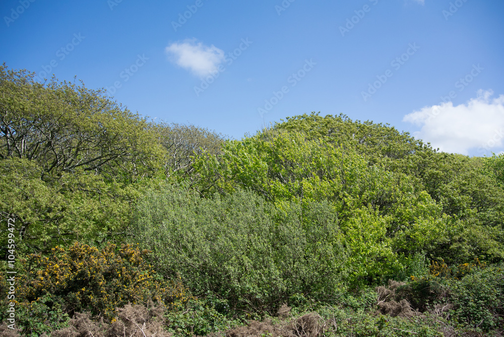 Trees and bushes landscape against blue sky Trees and bushes landscape against blue sky