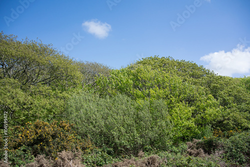 Trees and bushes landscape against blue sky
