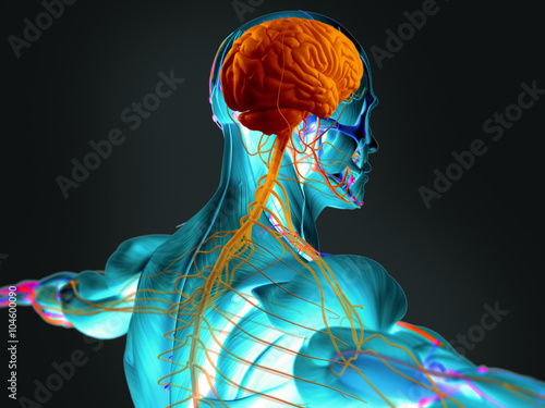 Human Anatomy 3d Futuristic Scan Technology With Xray Like View Of Human Body Back And Head And The Brain Vibrant Colors Xray Like Stock Illustration Adobe Stock