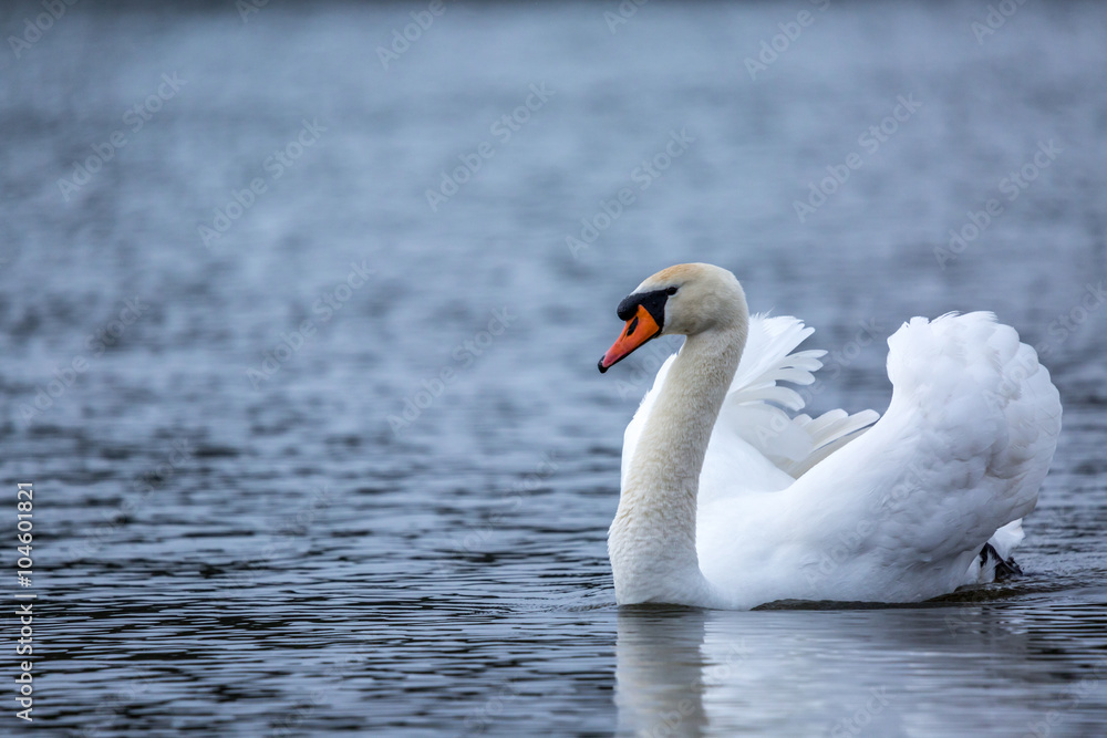 Beautiful white Swan
