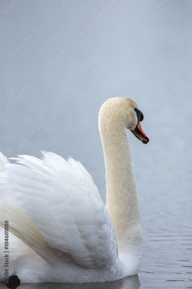 Beautiful white Swan