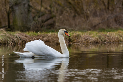 Beautiful white Swan