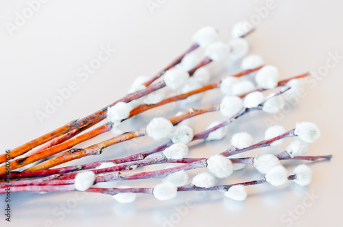 Pussy willow branches against silver background