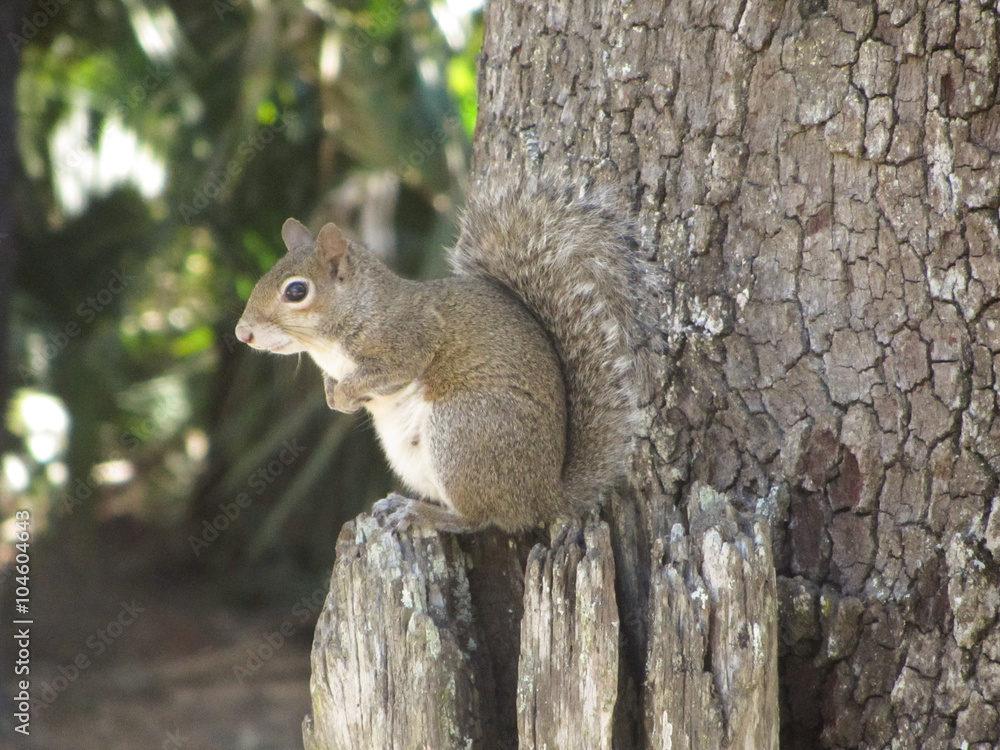 Squirrl Squirrl