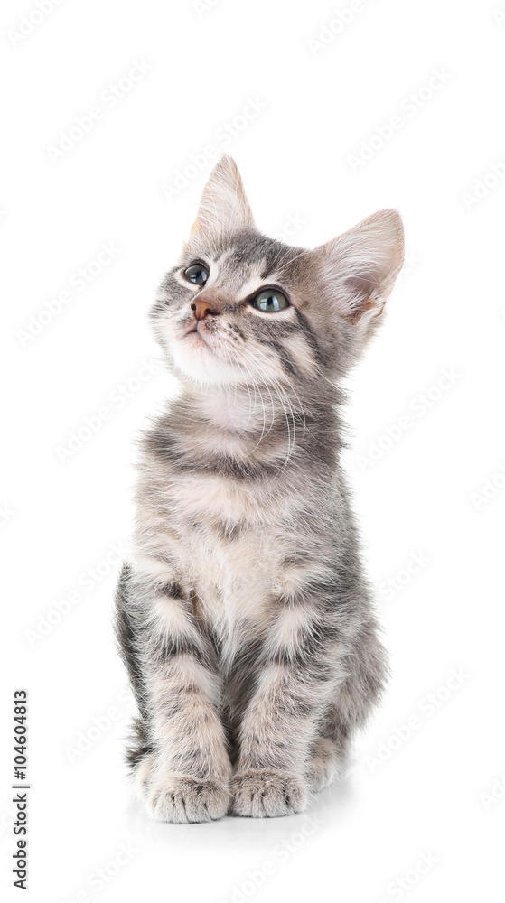 Fototapeta premium Cute little grey kitten, isolated on white