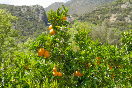Orange tree with clusters of juicy oranges in spring.