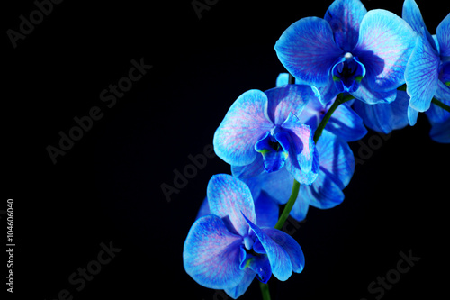 Beautiful blue orchid flower on black background