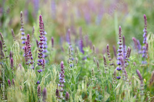 Woodland sage  Salvia nemorosa 