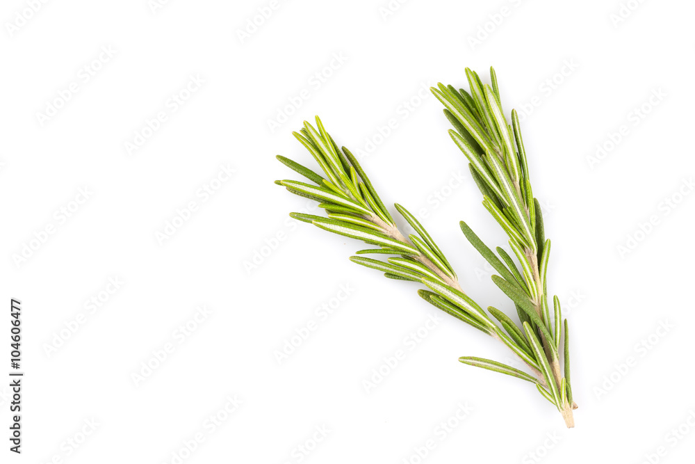 rosemary isolated on white background rosemary isolated on white background