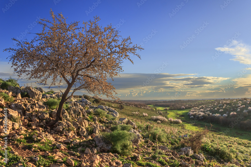 SPRINGTIME. Alta Murgia National Park: wild almond tree in bloom at dawn. Apulia-ITALY-It is a limestone plateau,with wide fields and rocky outcrops,grassland characterized by sheep. SPRINGTIME. Alta Murgia National Park: wild almond tree in bloom at dawn. Apulia-ITALY-It is a limestone plateau,with wide fields and rocky outcrops,grassland characterized by sheep.