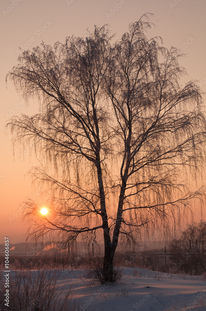 beautiful tree silhouette on orange sunset beautiful tree silhouette on orange sunset