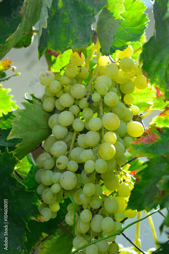 Wallpaper Mural Green grapes on vine. Torontodigital.ca