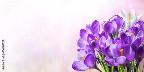 Beautiful Spring Crocus Flowers