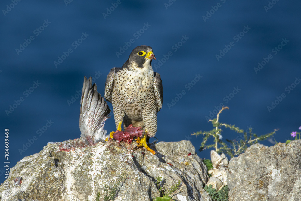 falco pellegrino