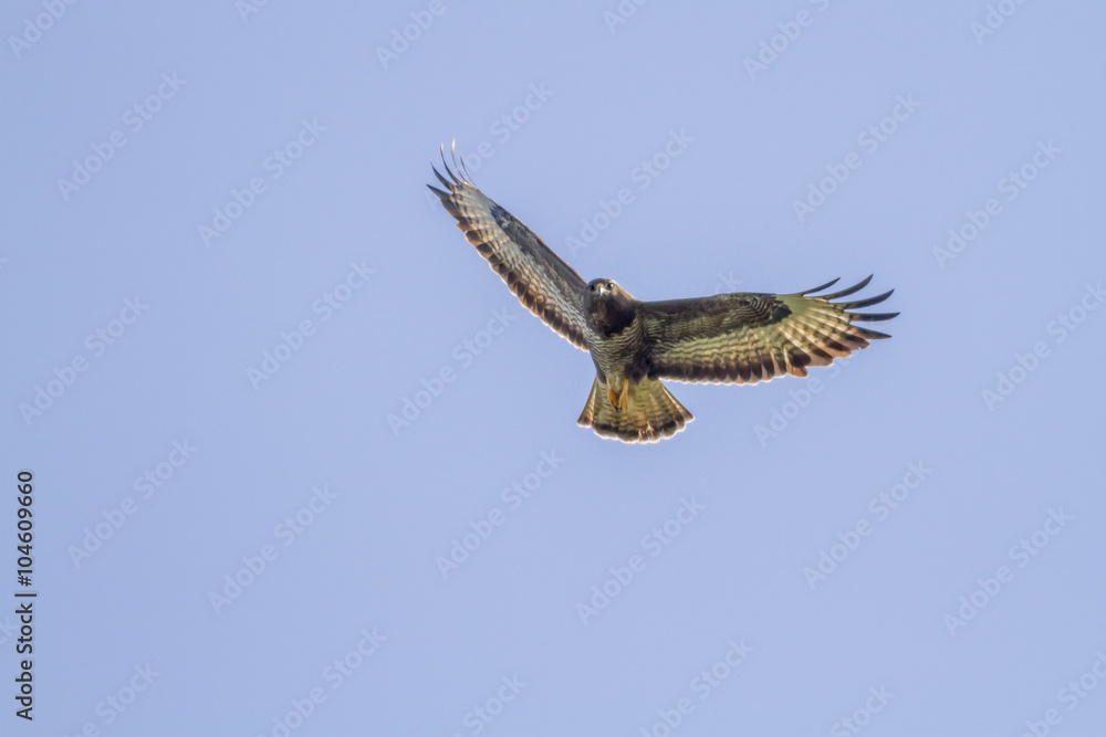 Obraz premium Mäusebussard (Buteo buteo)