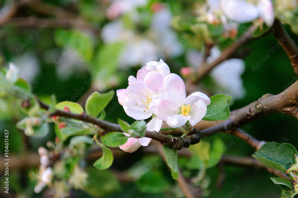 Blossoming apple tree Blossoming apple tree