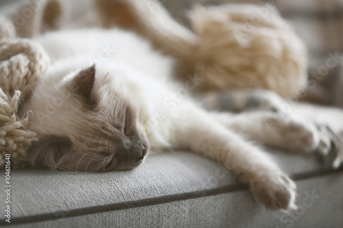 Fototapeta Naklejka Na Ścianę i Meble -  Color-point cat lying on a sofa in living room, close up