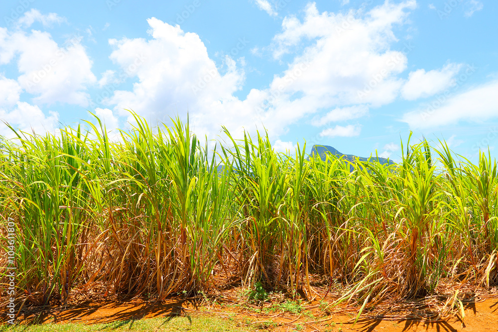 Plantation of sugar cane on Mauritius Island. Agriculture in tropical climate. Renewable energy source. Plantation of sugar cane on Mauritius Island. Agriculture in tropical climate. Renewable energy source.