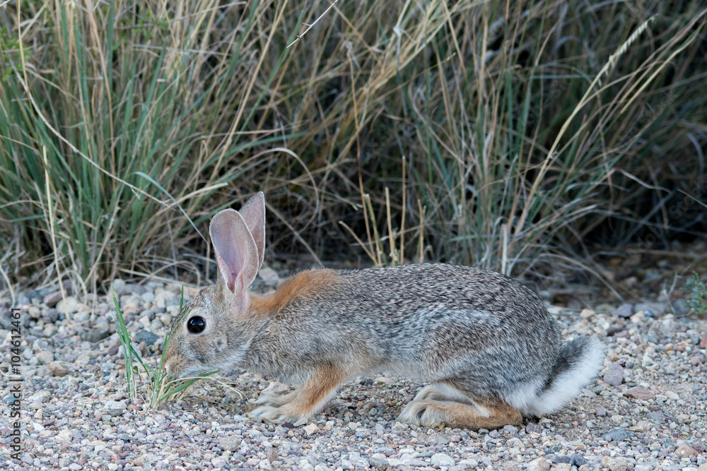 Fototapeta premium Big Bend National Park