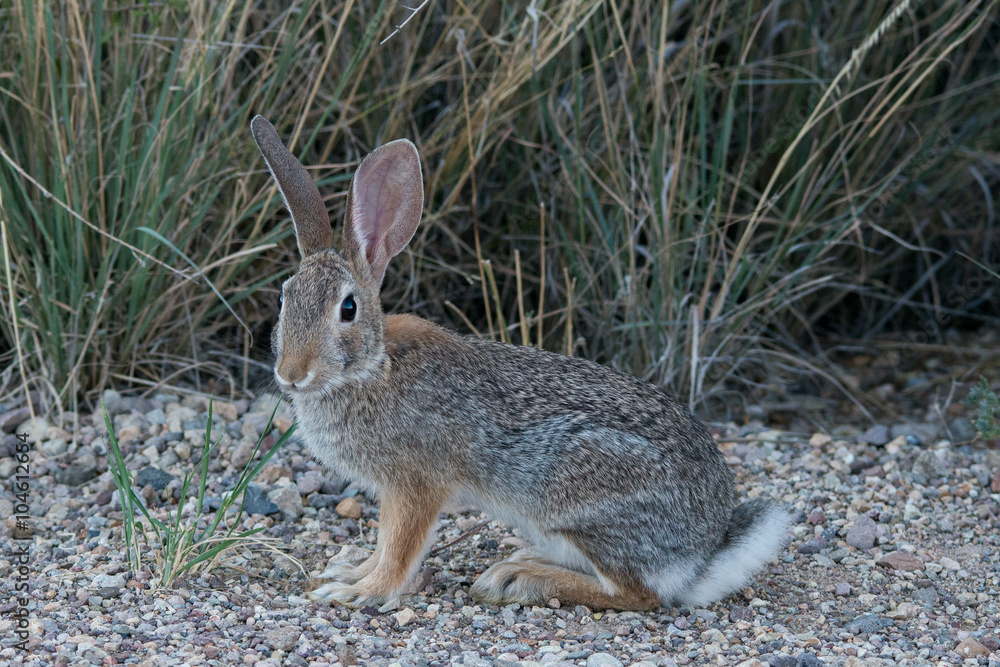 Fototapeta premium Big Bend National Park