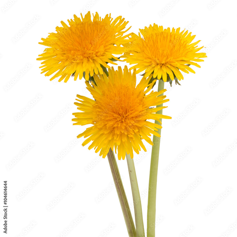 Naklejka premium Dandelion flower isolated on white background cutout