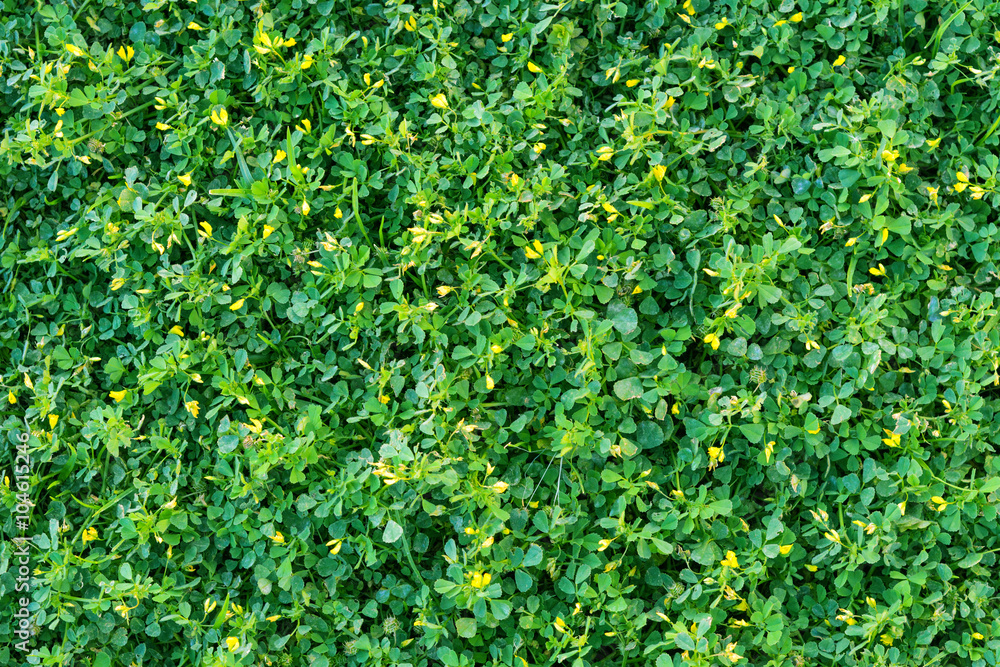 Plants texture Plants texture